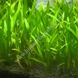 Echinodorus Quadricostatus/ Chain sword( 3 plants)