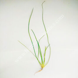 Vallisneria nana (3 plants)