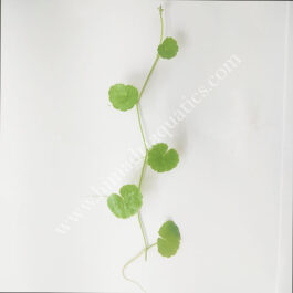 Hydrocotyle leucocephala/ Brazilian pennywort (3 stems)
