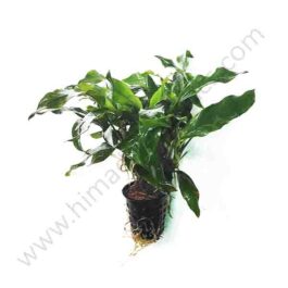 Anubias barteri var. glabra (single plant pot)