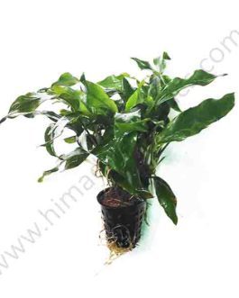 Anubias barteri var. glabra (large pot)