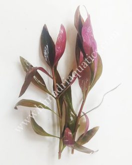 Alternanthera Reineckii Lilacina/ Purple Lila (3 stems)