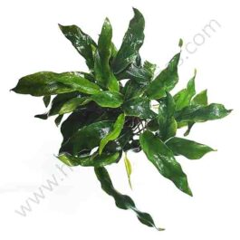 Anubias barteri var. glabra (single plant pot)