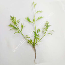 Oak fern/ Ceratopteris Sp. China/ aquatic oak fern (single plant)
