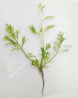 Ceratopteris Sp. China/ Oak fern (single plant)