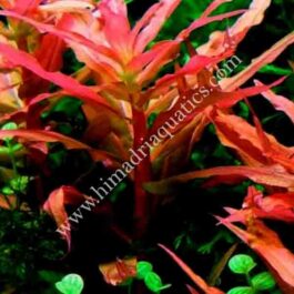 Ammania Gracilis (6 stems)