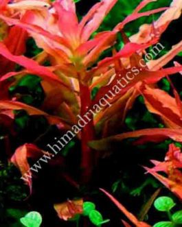 Ammania Gracilis (6 stems)