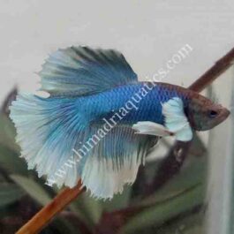 Betta fish/ fighter fish- Male