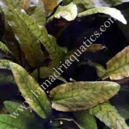 Cryptocoryne wendtii tropica (single plant)