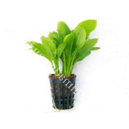 Echinodorus grisebachii/ Amazon sword (pot)
