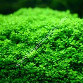 Hemianthus Callitrichoides Cuba jumbo size ( 10 pots/ patches)