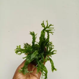 Microsorum pteropus ‘Staghorn fern’ / Windelov fern (plant clump on aquascaping rock)