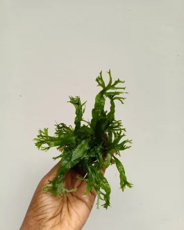 Microsorum pteropus 'Staghorn fern'  / Windelov fern (plant clump on aquascaping rock)