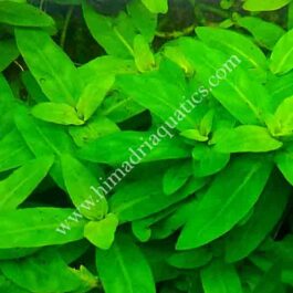 Staurogyne Repens (3 cuttings)