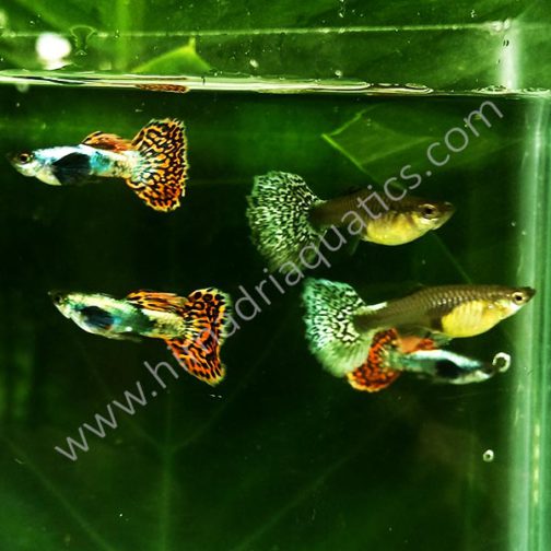 Chili Mosaic Dumbo Big Ear Guppy Pair Buy Aquarium Plants and