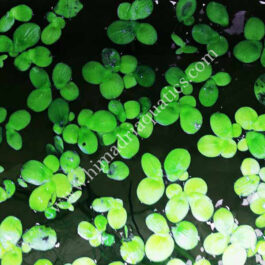 Spirodela polyrhiza /Greater Duckweed