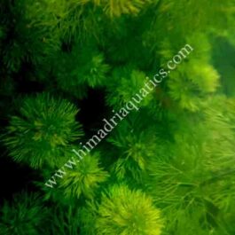 Giant Ambulia/ Limnophila Aquatica (3 stems)