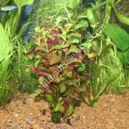 Ludwigia repens (6 stems)