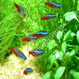 Neon tetra (pack of 9 fishes)