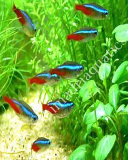 Neon tetra (pack of 10 fishes)