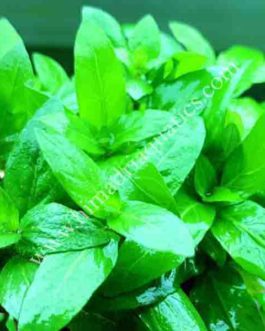 Staurogyne Repens (3 cuttings)