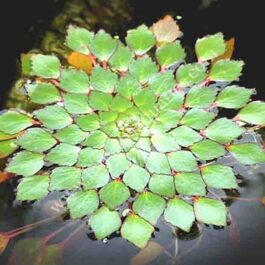 Ludwigia Sedioides/Water Mosaic (1 stem)