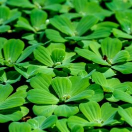 Pistia stratiotes /water cabbage/ water lettuce (1 plant)