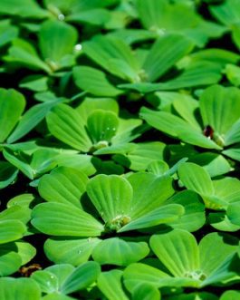 Pistia stratiotes /water cabbage/ water lettuce (1 plant)