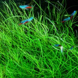 Pogostemon stellatus- octopus (large pot)