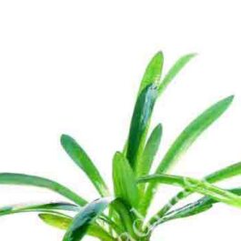 Sagittaria sp. (Giant)/ Giant Sagittaria (3 plants)