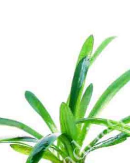 Sagittaria sp. (Giant)/ Giant Sagittaria (3 plants)