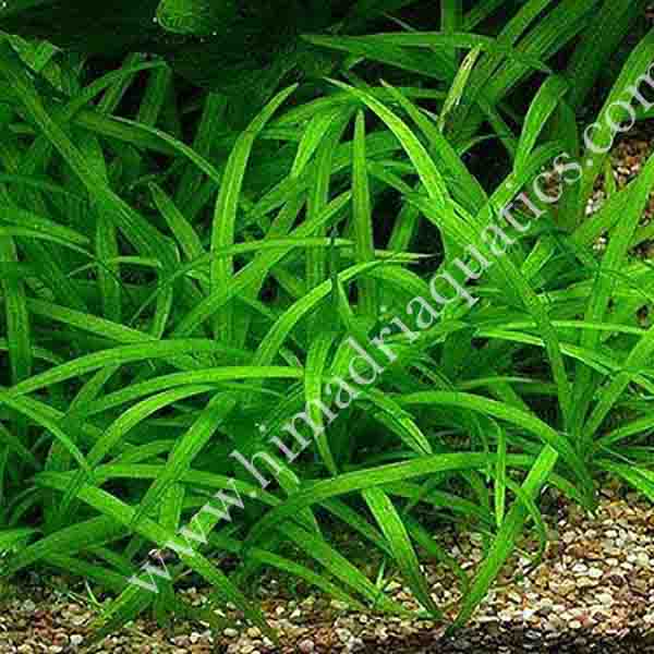 Sagittaria subulata- dwarf sag (3 plants) - Image 2