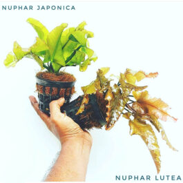 Nuphar Japonica (Green color)