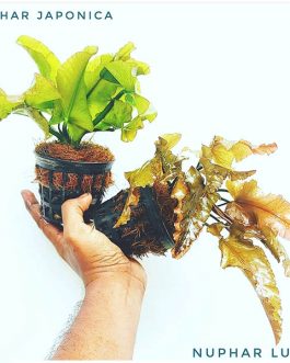 Nuphar Japonica (Green color)