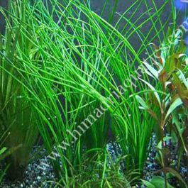 Vallisneria nana (3 plants)