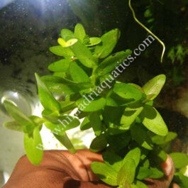 Bacopa caroliniana (3 stems)