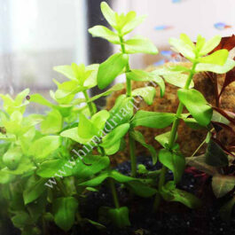 Bacopa caroliniana (large pot)