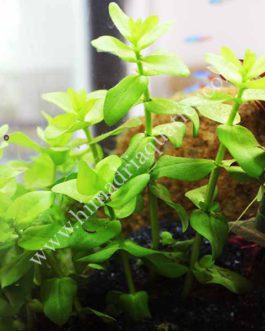 Bacopa caroliniana (large pot)