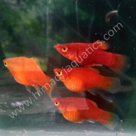 Baloon platy pair