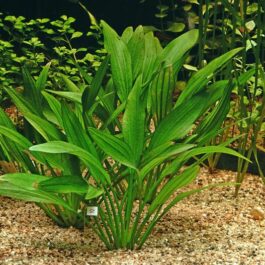 Echinodorus Argentinensis/ Dollar banana plant (single plant)