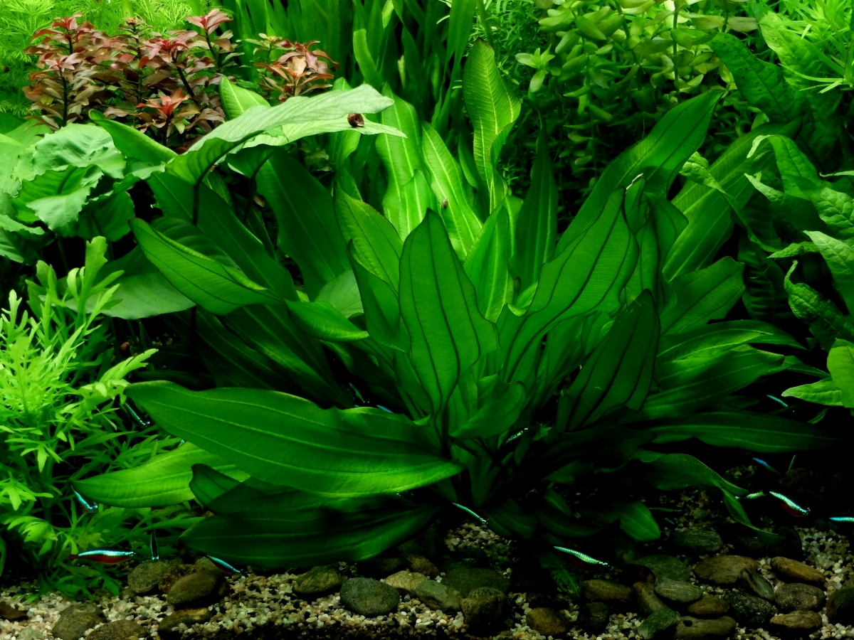 Echinodorus Argentinensis/ Dollar banana plant (single plant) - Image 4