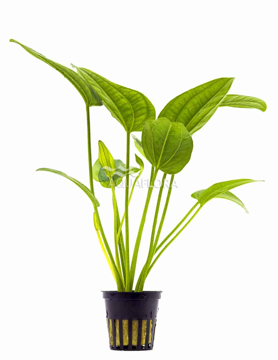 Echinodorus Argentinensis/ Dollar banana plant (single plant) - Image 5