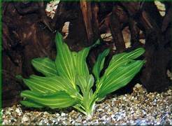 Echinodorus Argentinensis/ Dollar banana plant (single plant) - Image 6