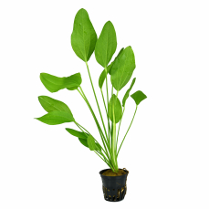 Echinodorus Argentinensis/ Dollar banana plant (single plant) - Image 7