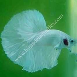 Siamese fighting fish (Betta splendens)