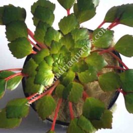 Ludwigia Sedioides/Water Mosaic (1 stem)