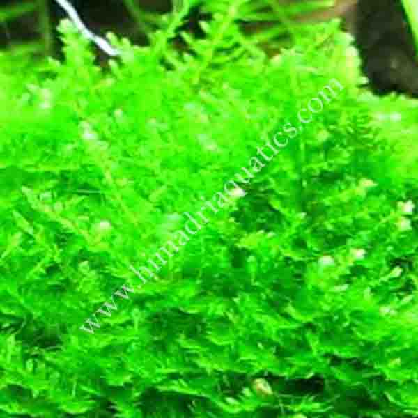 Vesicularia sp. Mini Christmas Moss - in Vitro