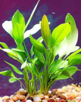Echinodorus Argentinensis/ Dollar banana plant (single plant)