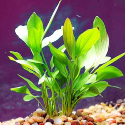 Echinodorus Argentinensis/ Dollar banana plant (single plant) - Image 2