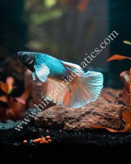 Dumbo ear fighter fish-male